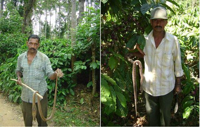 A Trip Through Coorg's Coffee Plantations