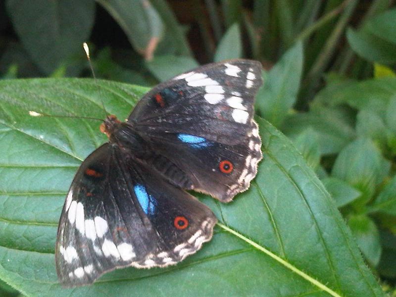 File:Iz - Junonia orithya - 1.jpg