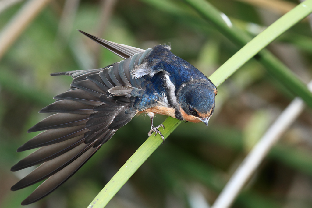 File Juvenile Barn Swallow Stretching It S Wing Jpg Wikimedia