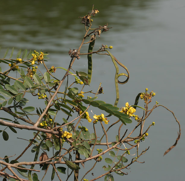 File:Kassod (Senna siamea) flowers, pods & leaves W IMG 0541.jpg