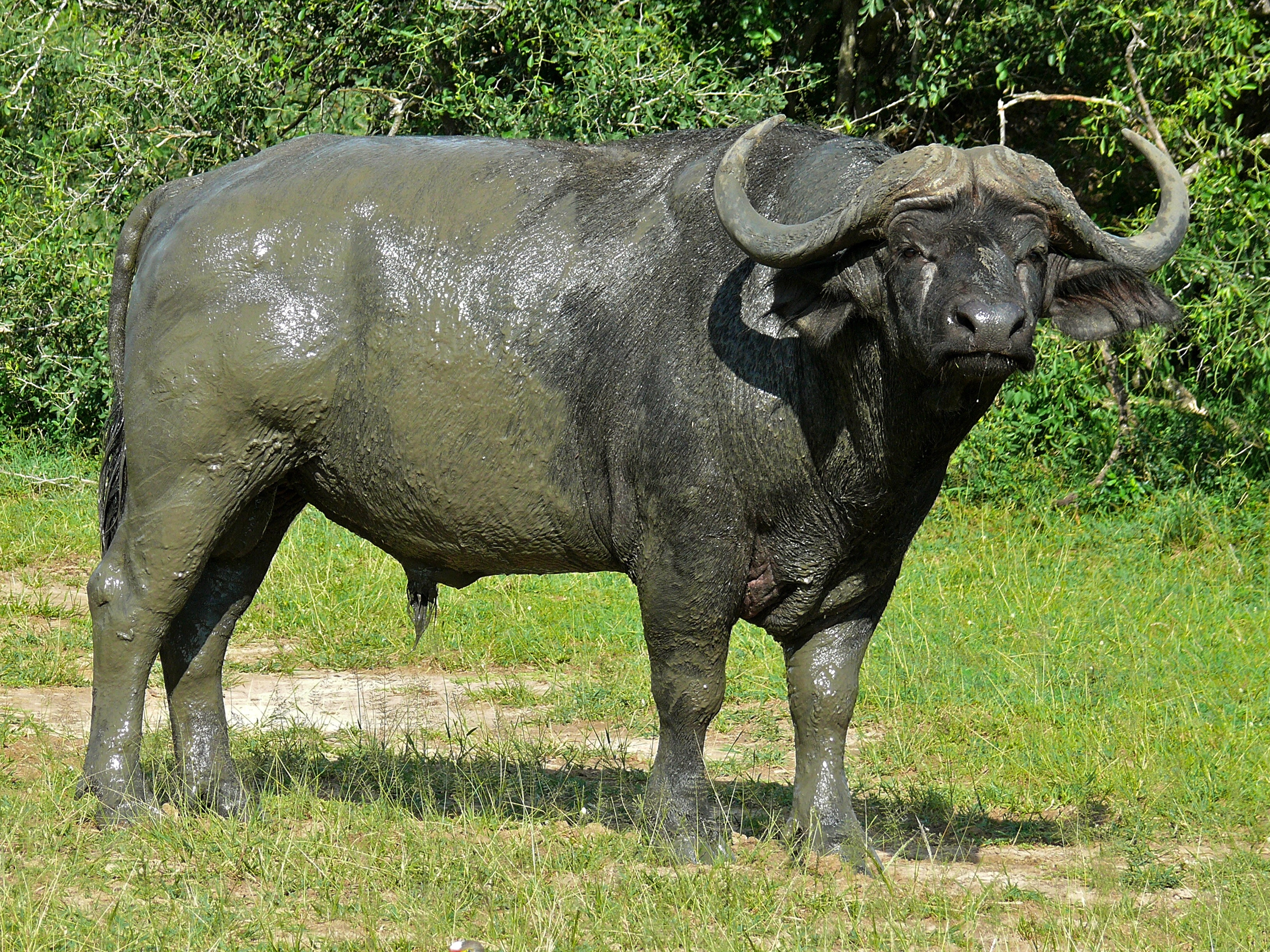 Lake Chad Buffalo (Syncerus brachyceros) (6861561885).jpg