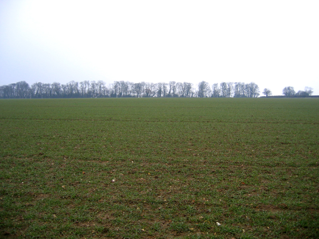 File:Long Belt, Beacon Hill, Colkirk, Norfolk - geograph.org.uk - 123699.jpg