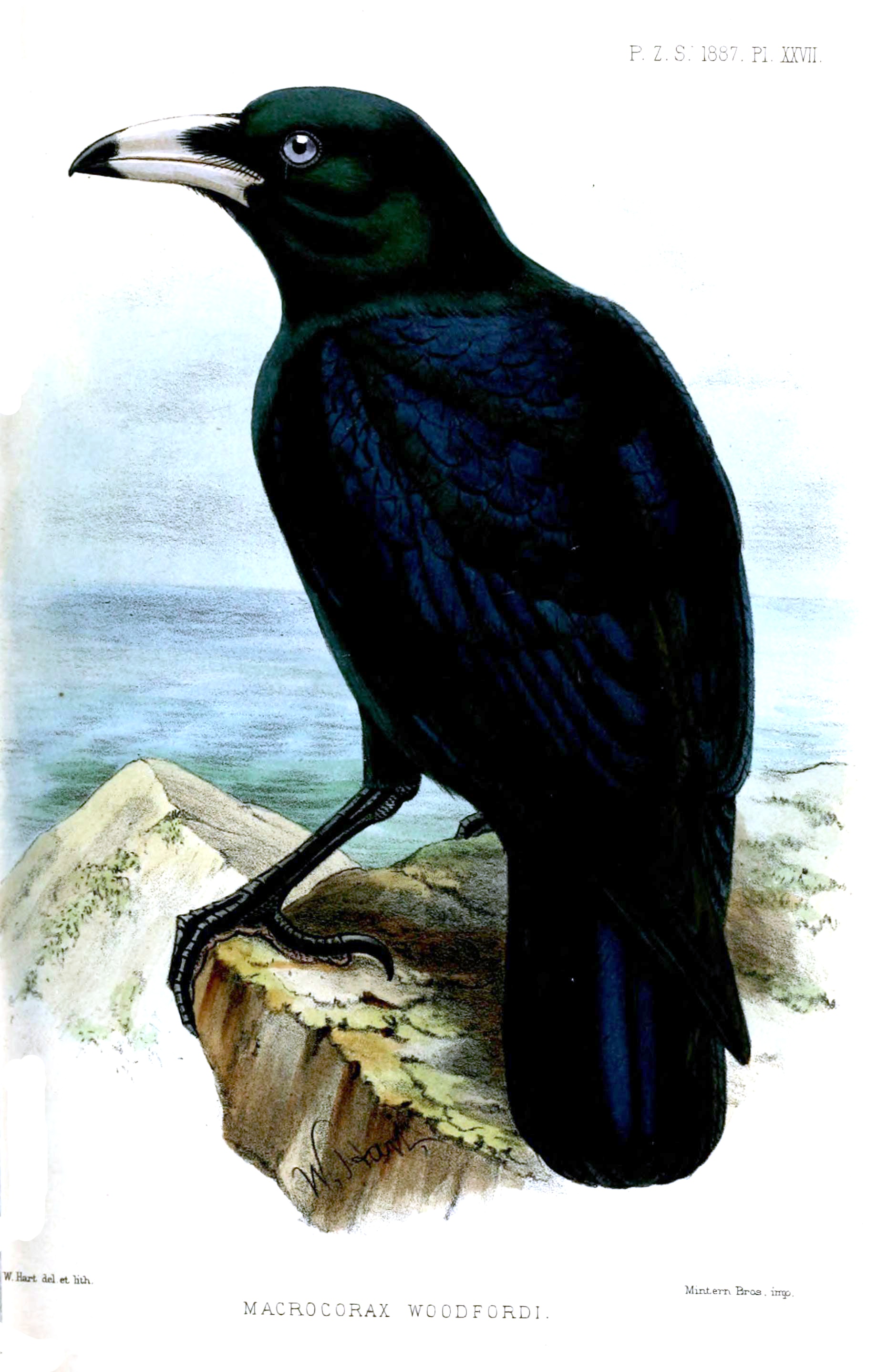 White-billed crow