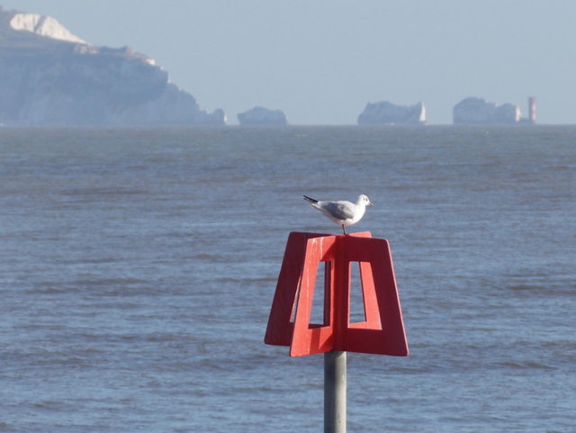 File:Mudeford, gull on a groyne marker - geograph.org.uk - 3849663.jpg