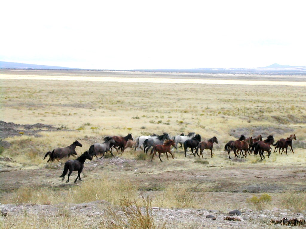 Can horses travel in herds