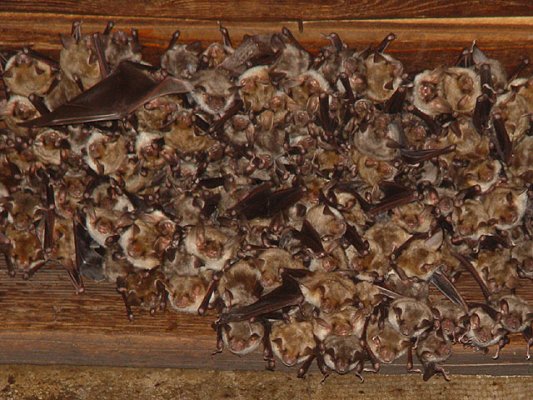 File:Myotis myotis, nursery roost.jpg