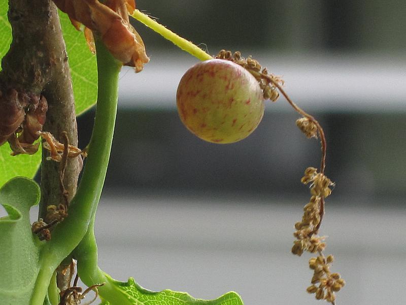 File:Neuroterus quercusbaccarum (Gall wasp sp.) gall, Nijmegen, the Netherlands - 2.jpg