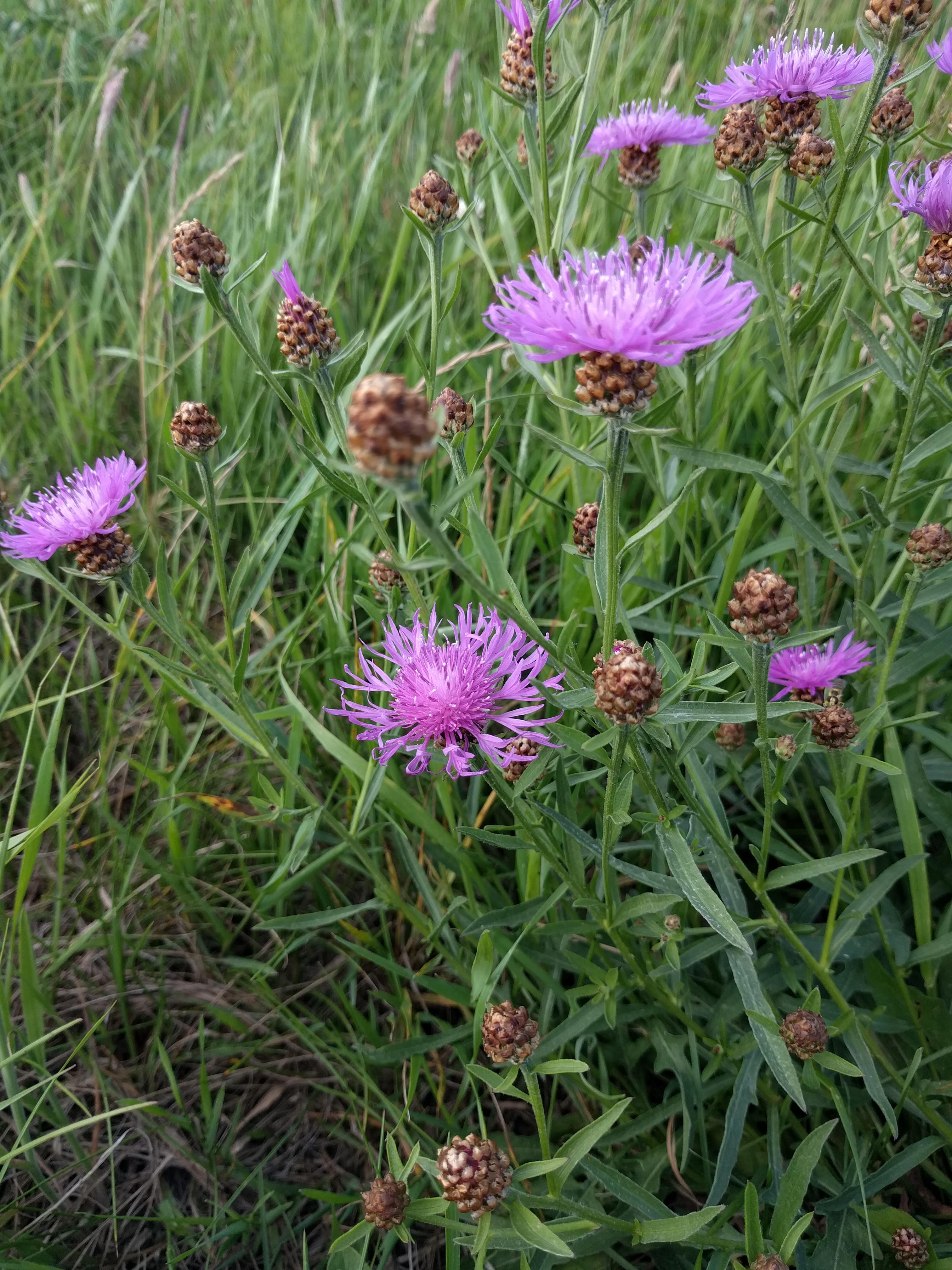 Василёк Луговой (лат. Centaurea jacea)