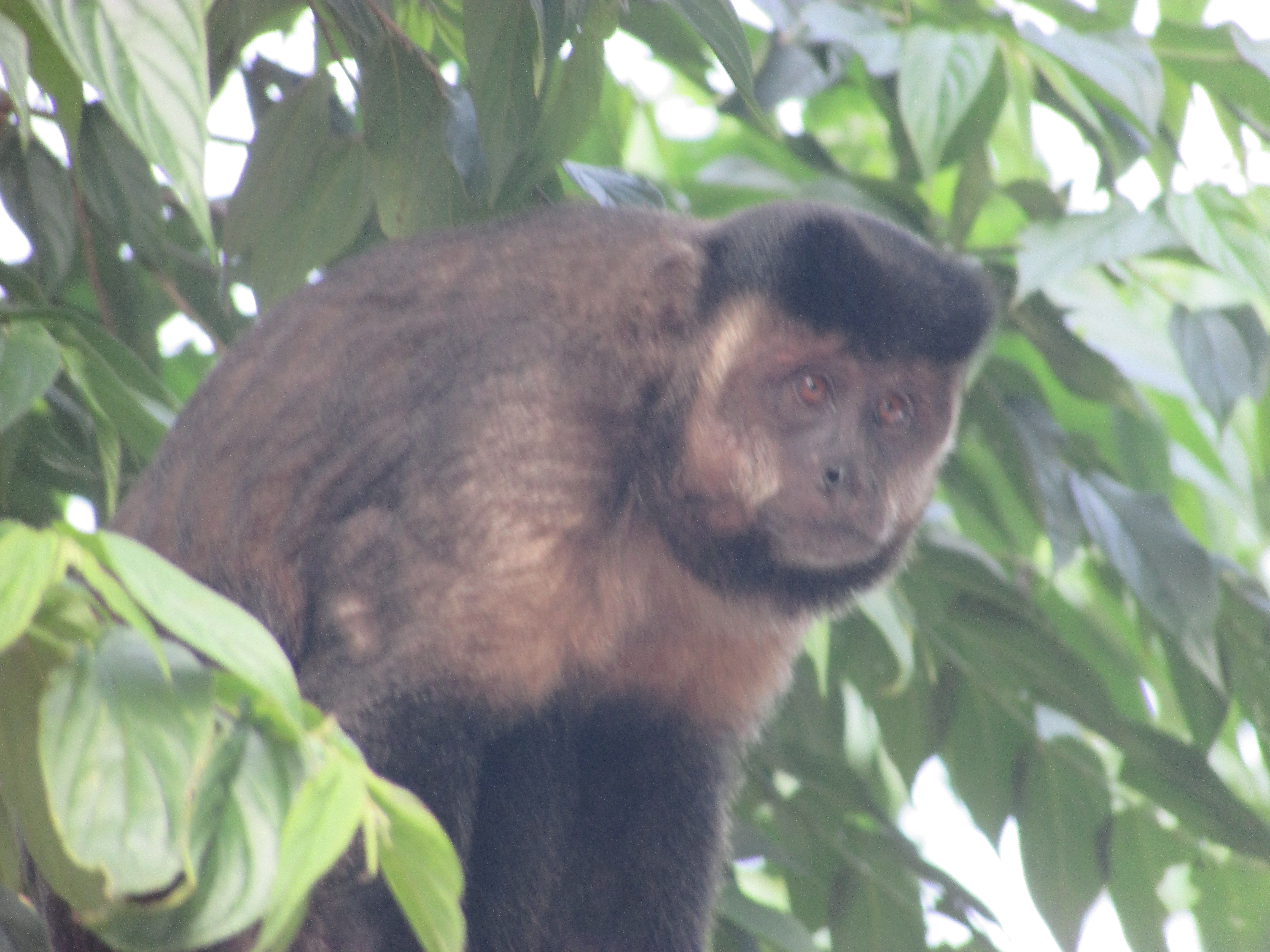 TYBA ONLINE :: Assunto: (Cebus apella) Macaco Prego - Mata Atlântica -  Brasil