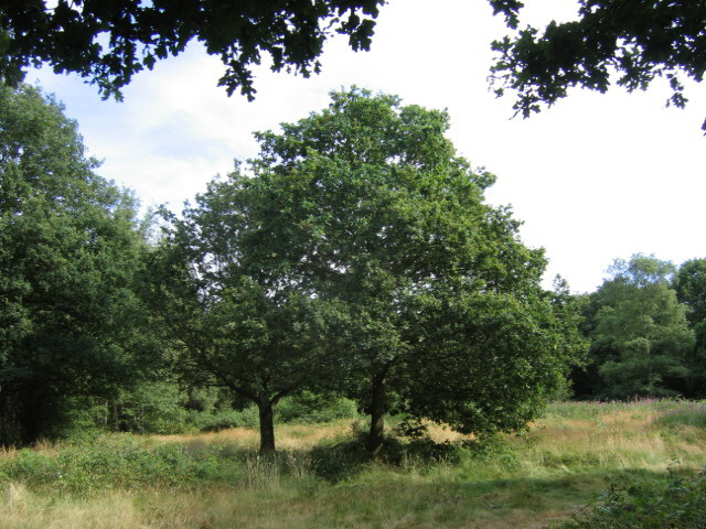 Old Oak Tree - geograph.org.uk - 203155