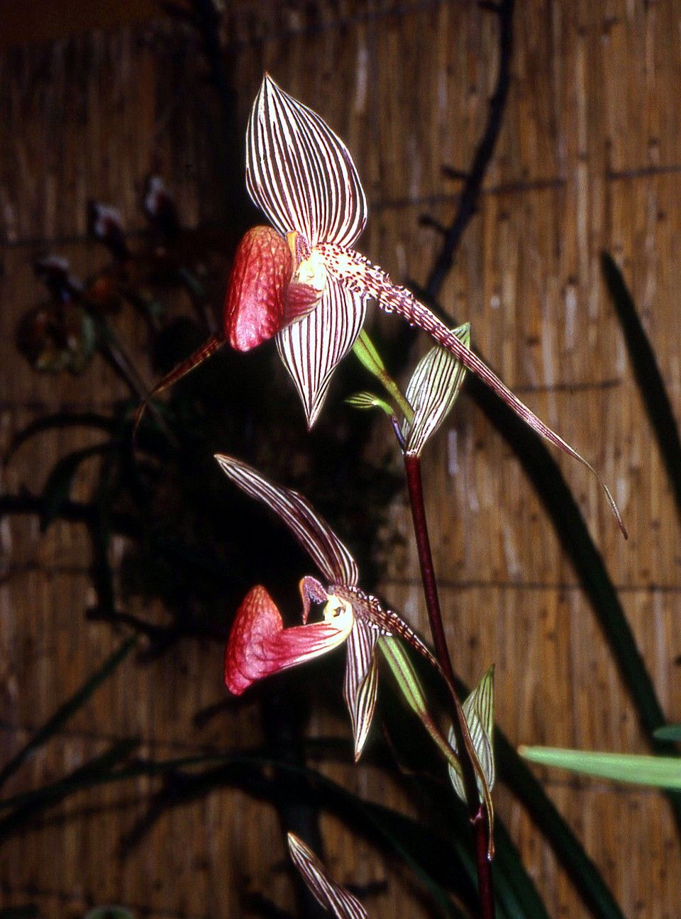 Paphiopedilum rothschildianum - Wikipedia, la enciclopedia libre