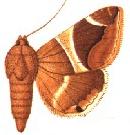 <i>Bastilla analis</i> Species of moth