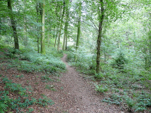 File:Path between Soudley ponds - geograph.org.uk - 1472906.jpg