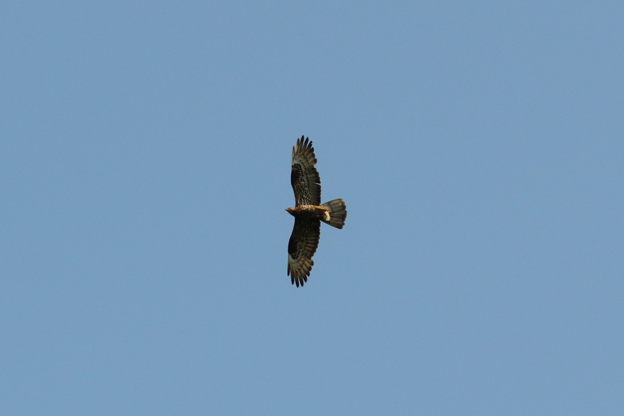 Honey Buzzard (Pernis apivorus) in flight