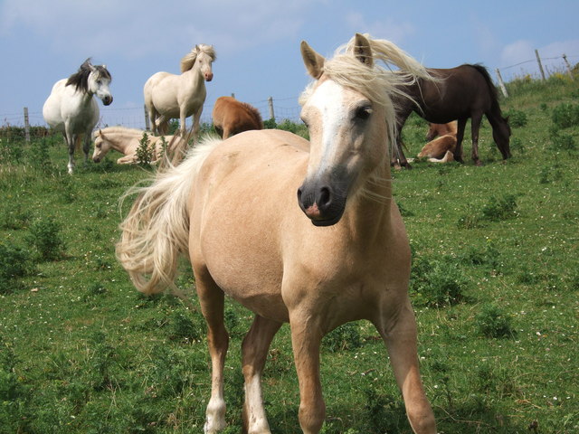 File:Ponies on the Pembrokeshire coast - geograph.org.uk - 293708.jpg