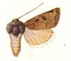 <i>Euxoa siccata</i> Species of moth