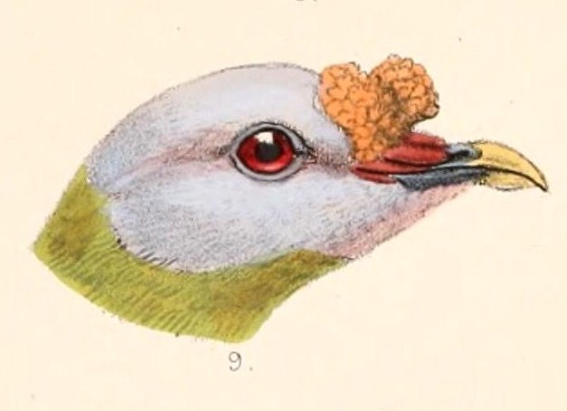 File:Ptilinopus granulifrons head 1899.jpg