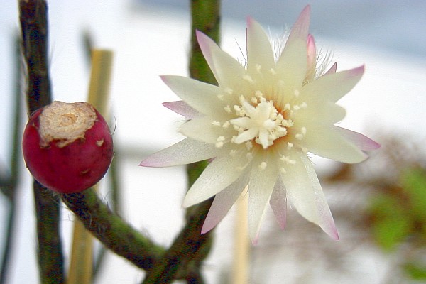 File:Rhipsalis pilocarpa cutting with flowers 02.jpg