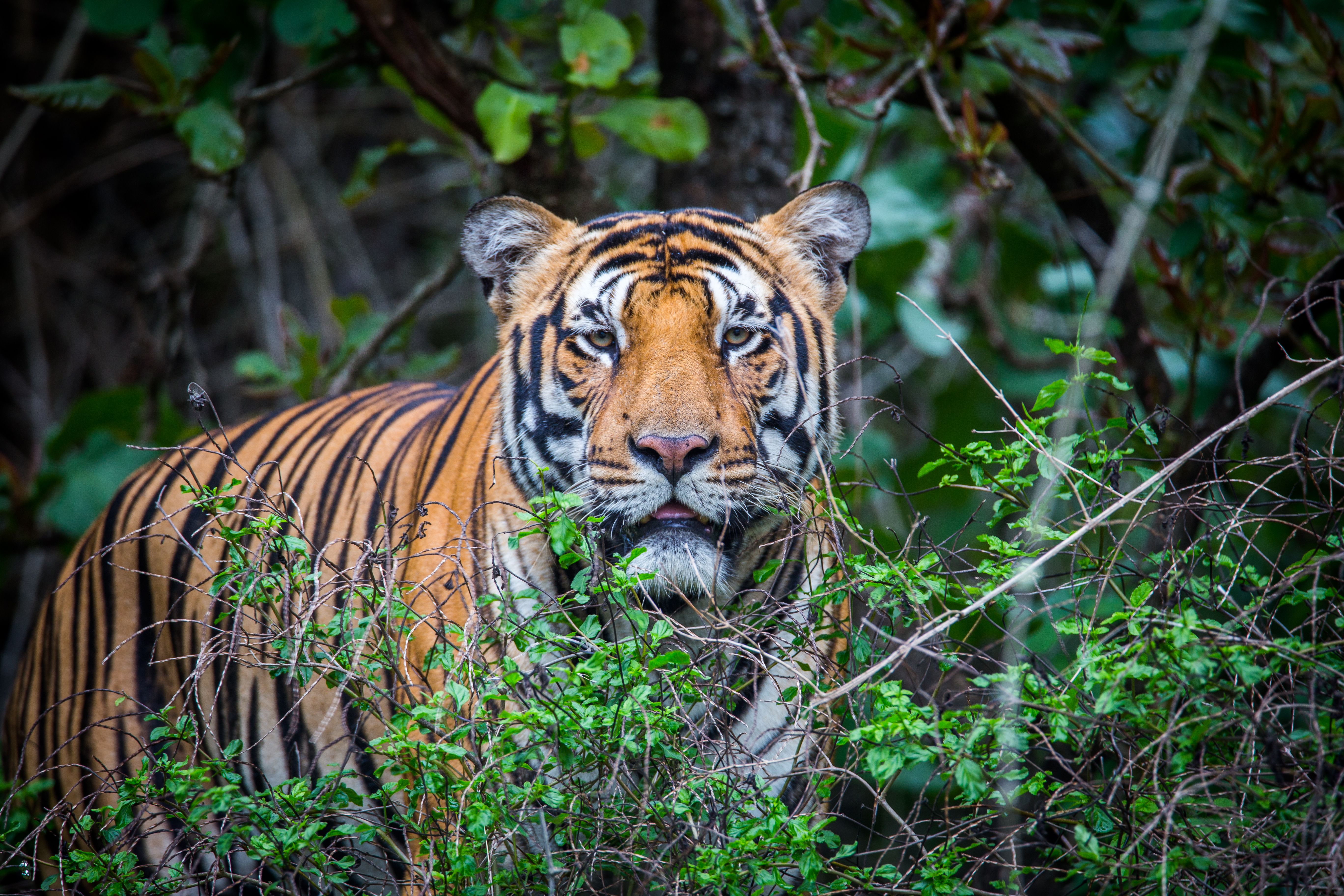 The Royal Bengal Tiger - Tiger Safari India