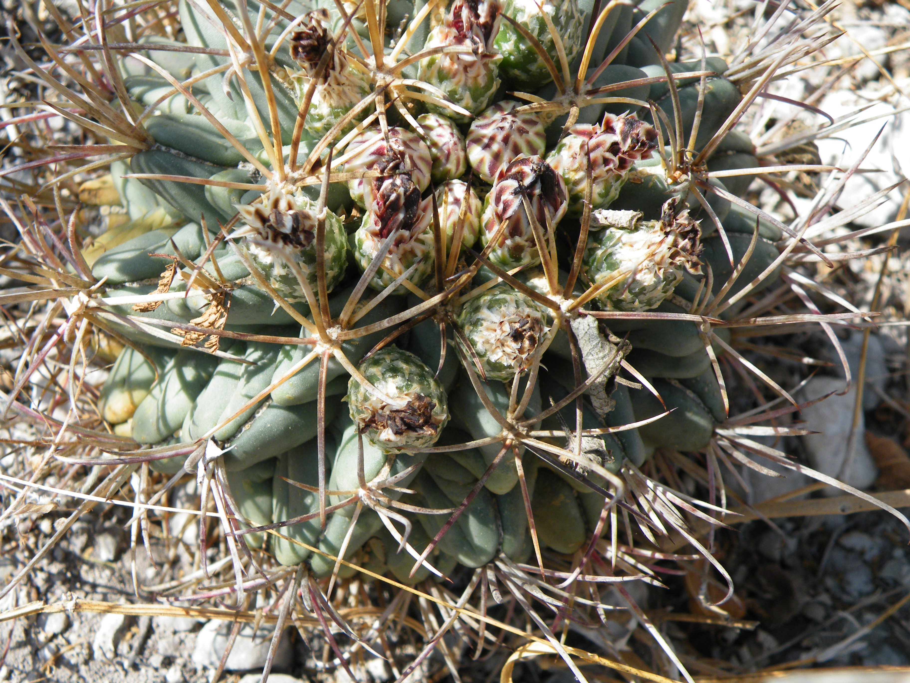 Sclerocactus uncinatus (5710883918).jpg