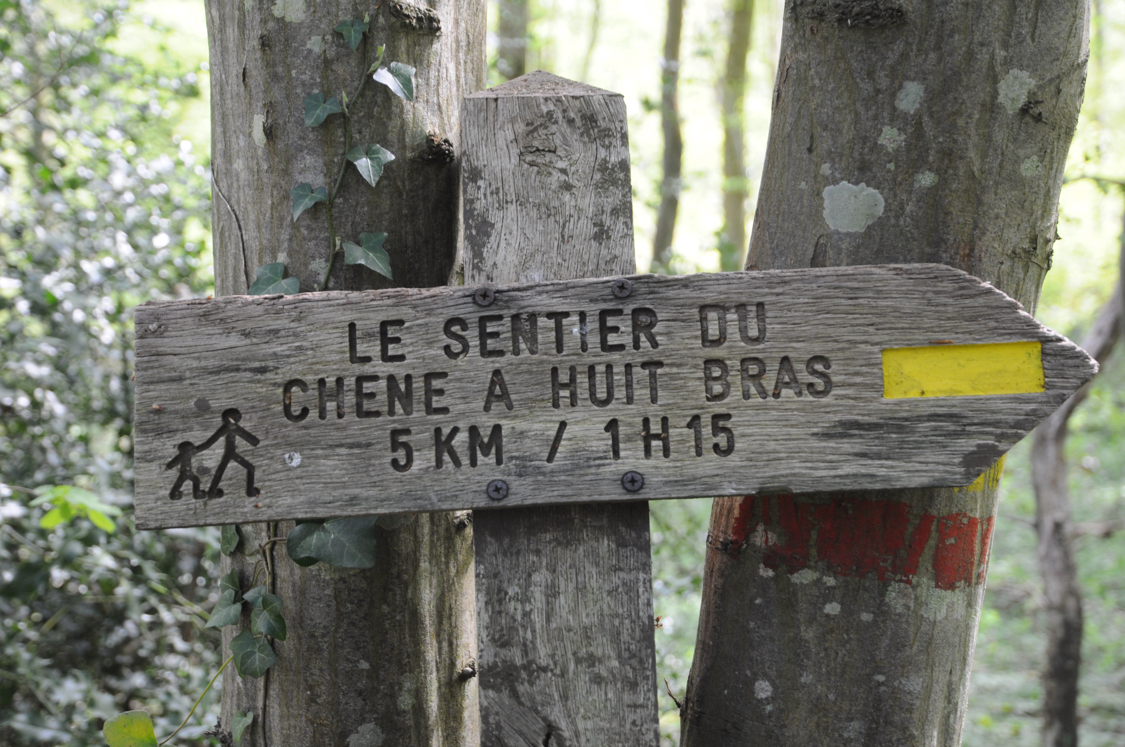 File:Sentier du Chêne huit bras balisage en décrépitude.jpg