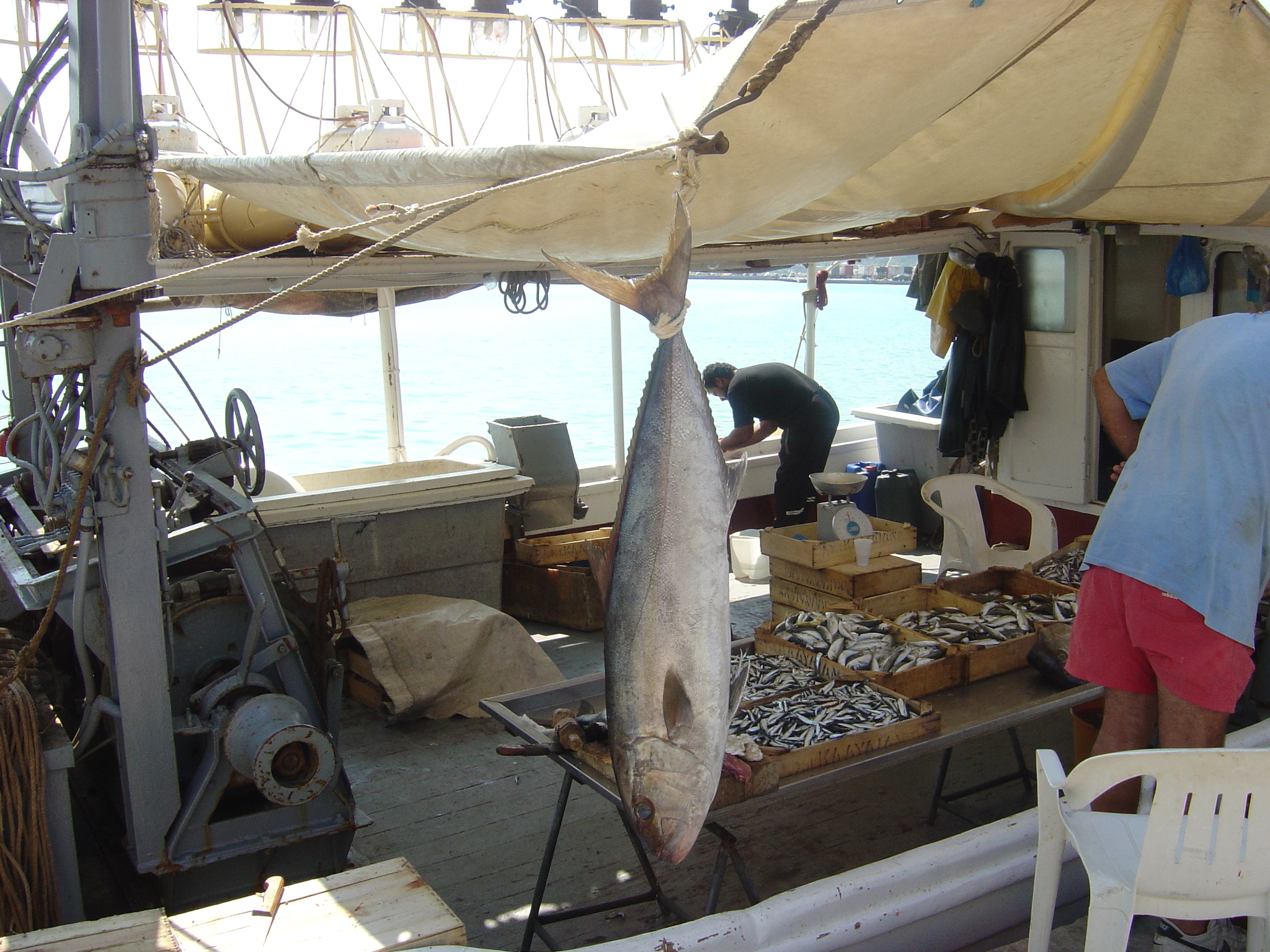 File:Seriola dumerili catch on a fishing boat deck.jpg - Wikimedia Commons