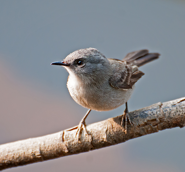 File:Serpophaga nigricans -Extrema, Minas Gerais, Brazil-8.jpg