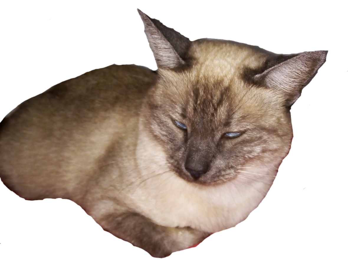 File:Siamese Cat Mix.jpg Wikimedia Commons