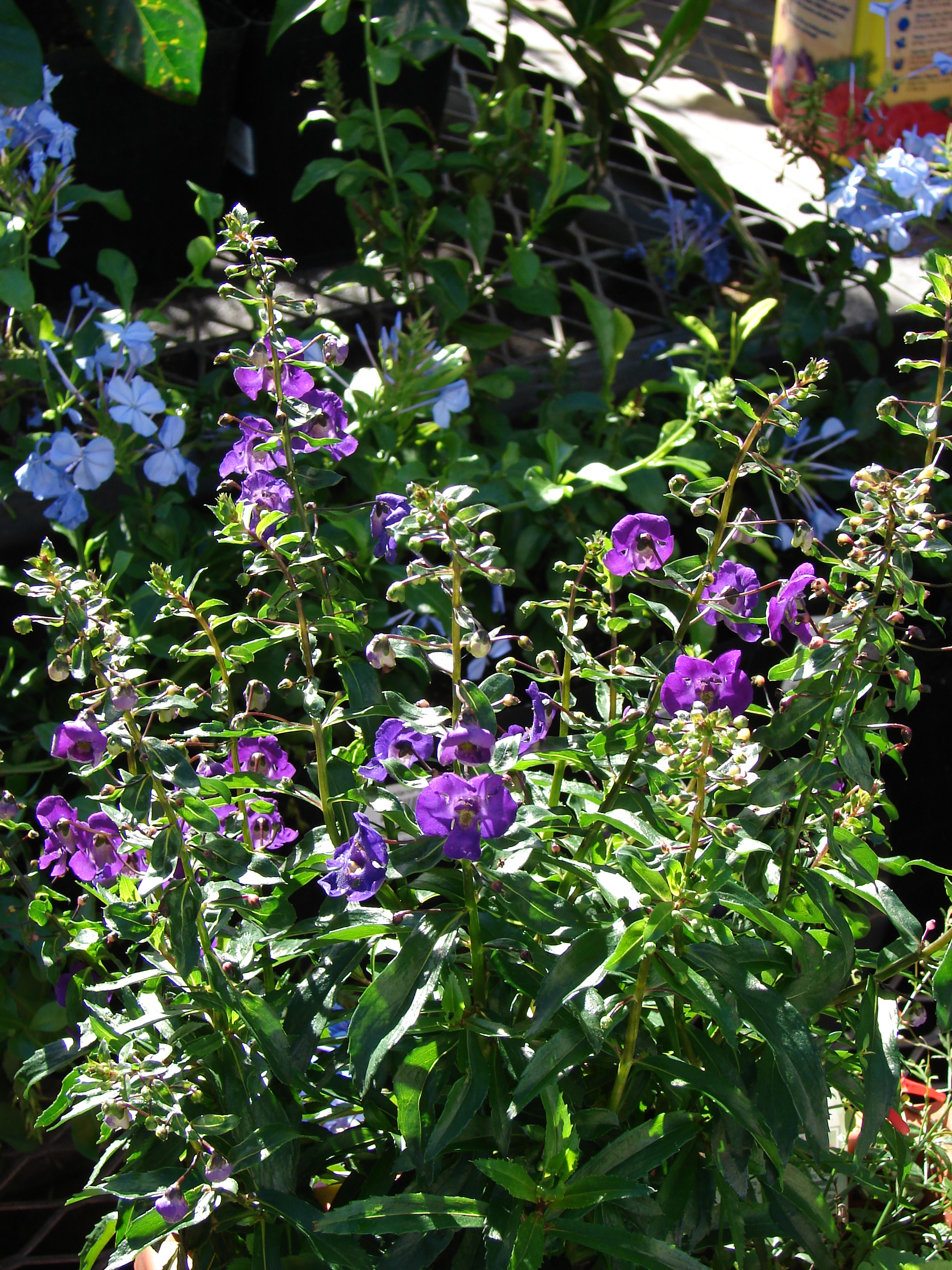 File Starr 080103 1243 Angelonia Angustifolia Angel Face Dark