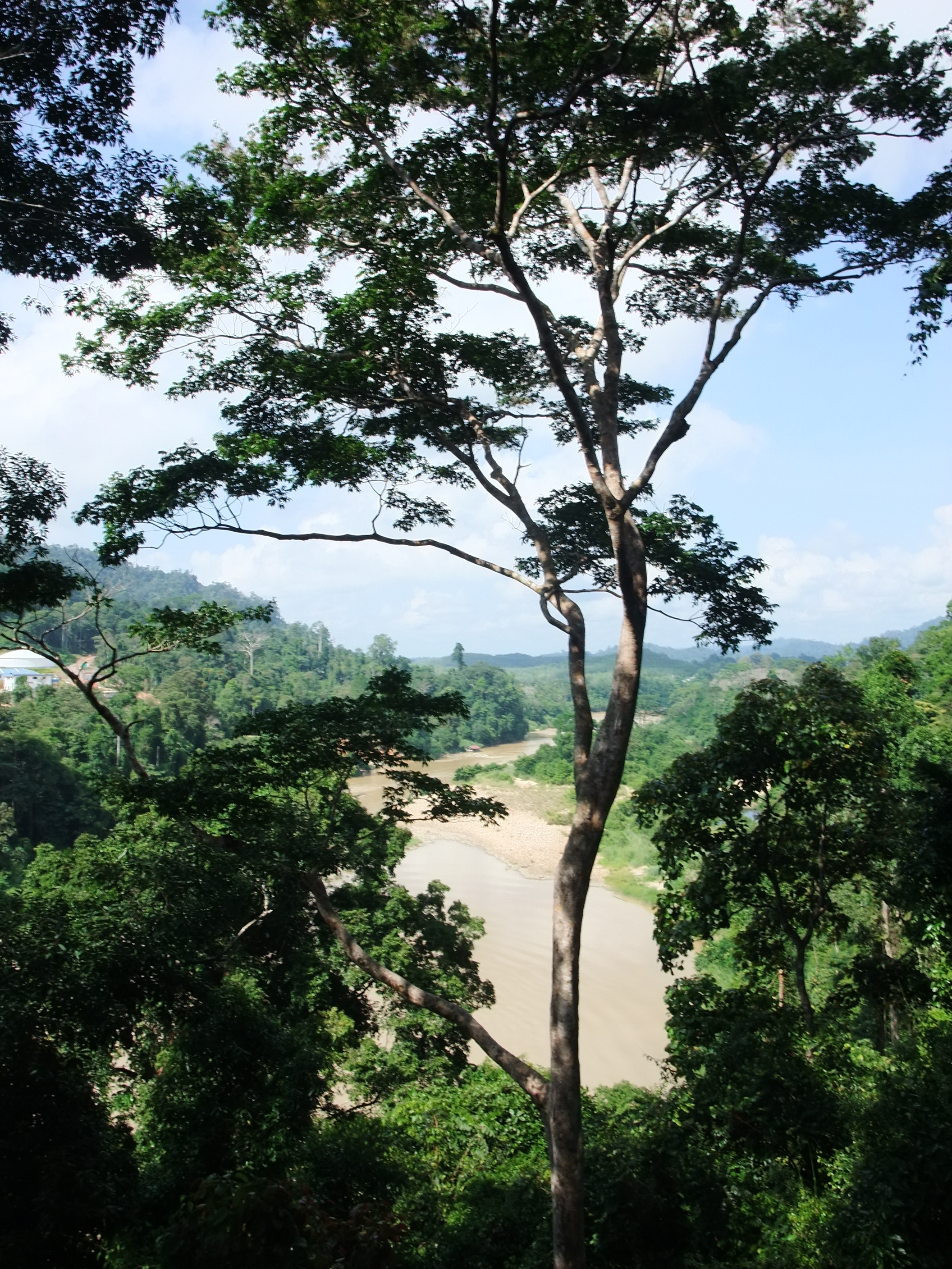 View of Sungai Tembeling from atop the Canopy 
