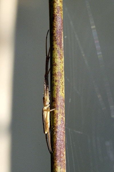 File:Tetragnatha.striata.jpg