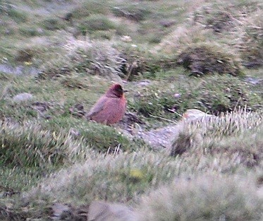 File:Tibetan Rosefinch imported from iNaturalist photo 66203366 on 18 April 2022.jpg