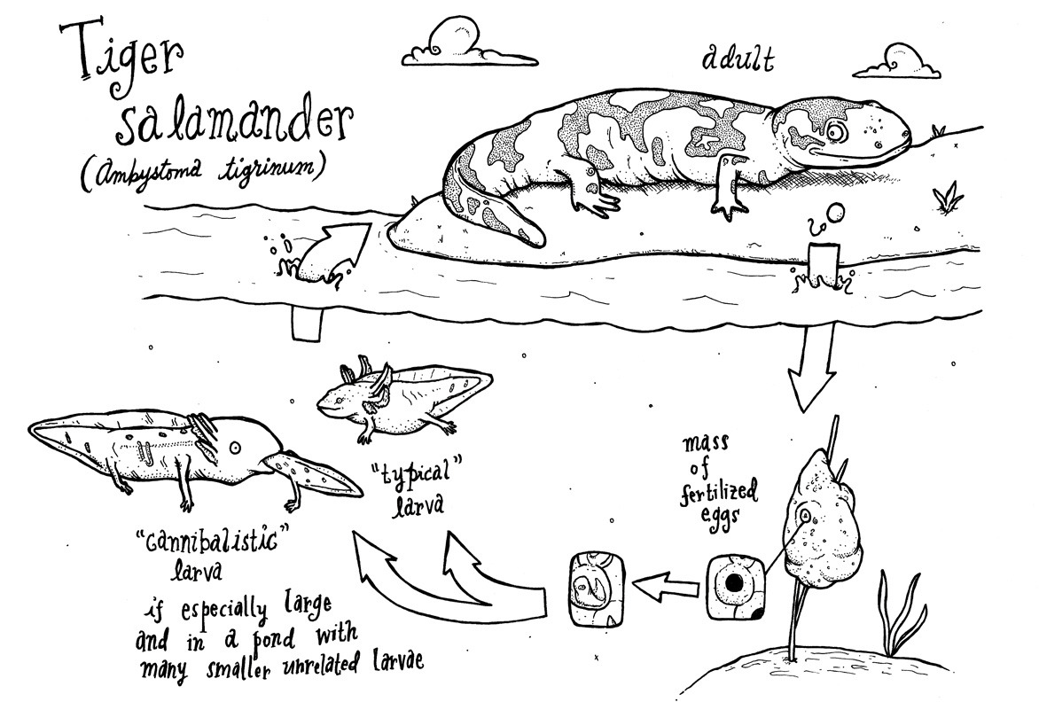 life cycle of a salamander