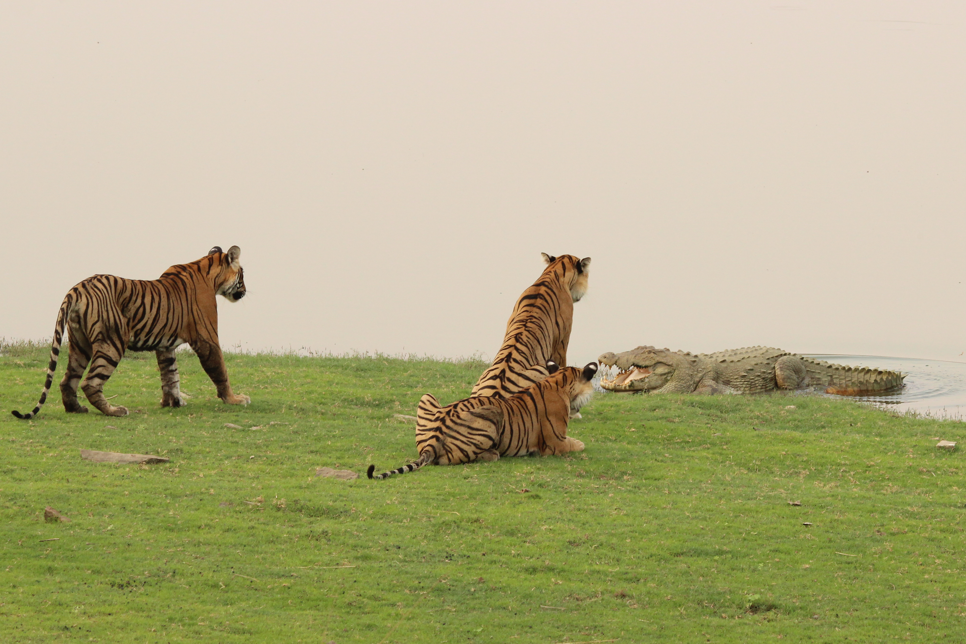 crocodile vs tiger