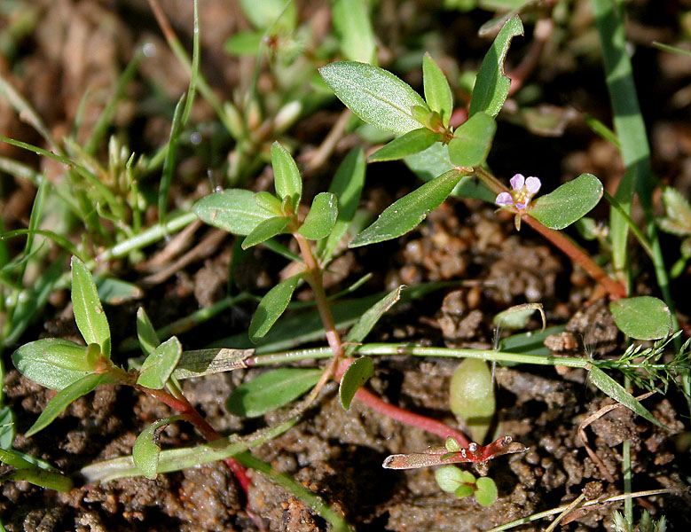 File:Unidentified Rotala species W IMG 3730.jpg