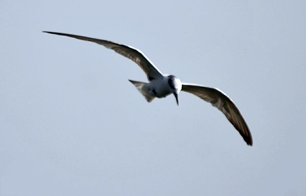 File:Whiskered Tern I IMG 9379.jpg