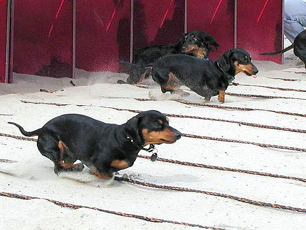 File:Sausages Racing April 2012.jpg - Wikipedia