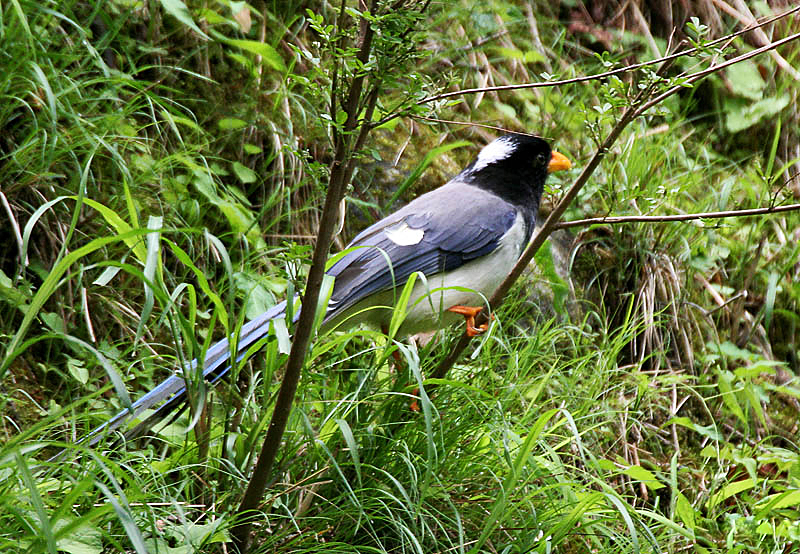 File:Yellow-billed Blue Magpie I IMG 7393.jpg