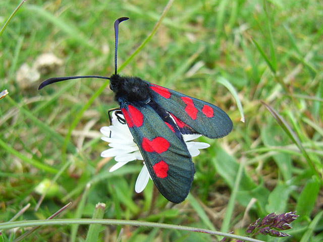 File:Zygaena trifolii - geograph.org.uk - 441797.jpg