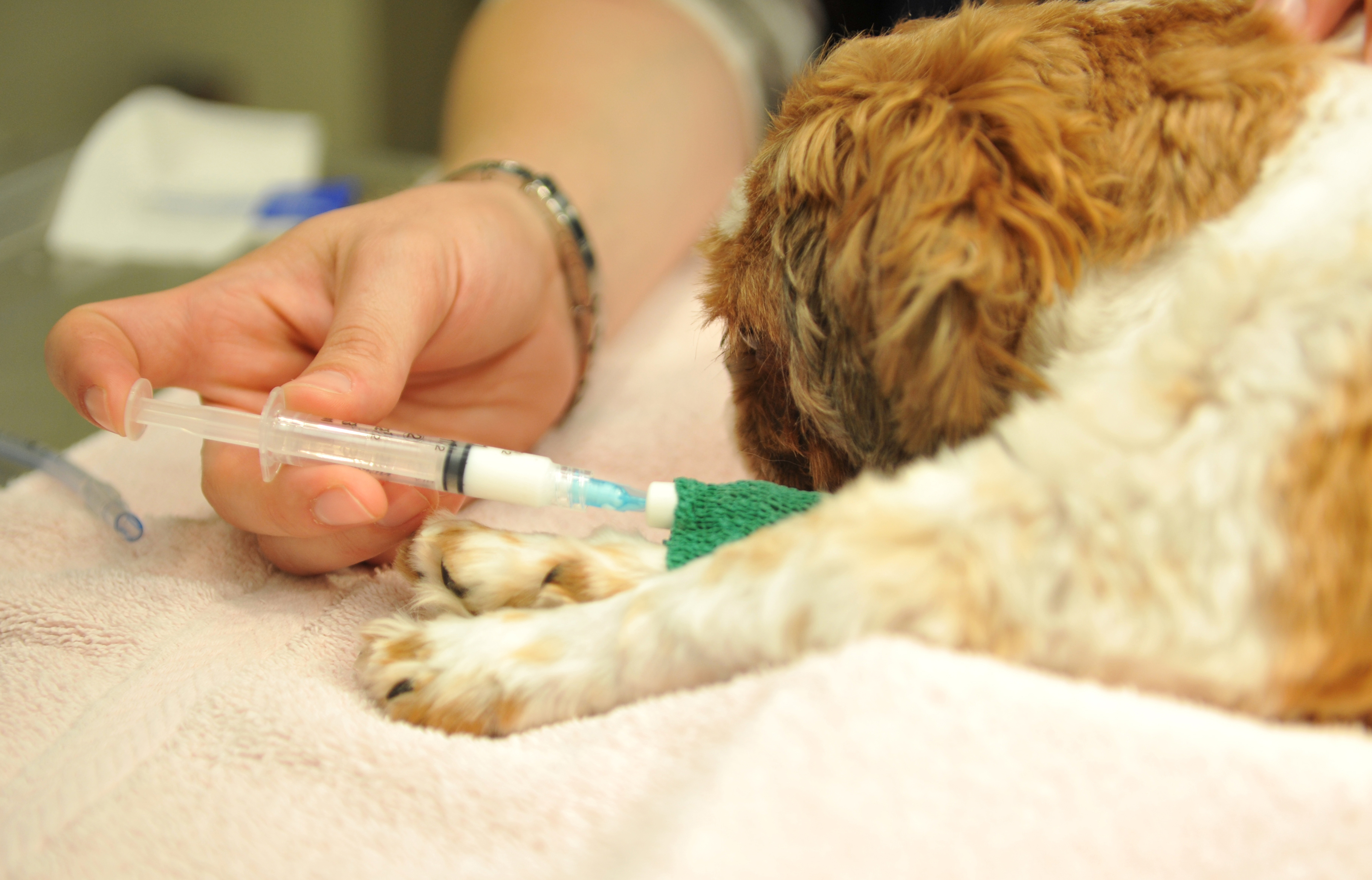Puppy Vaccinations