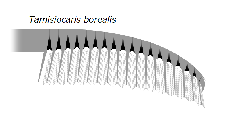 File:20191228 Radiodonta frontal appendage Tamisiocaris borealis.png