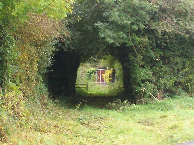 File:A Tunnel of Trees, Summerisland Road, Moy. - geograph.org.uk - 579295.jpg