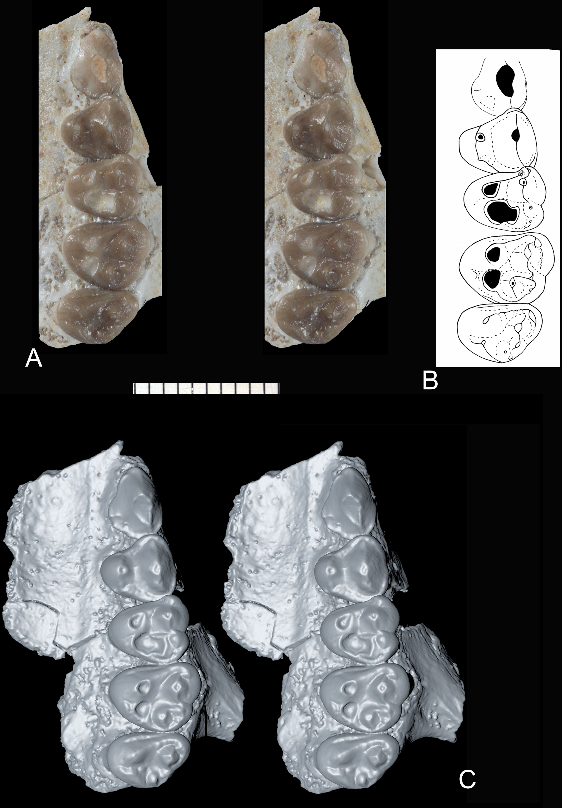 Abdounodus_hamdii_left_maxillary_MHNM.KHG.154