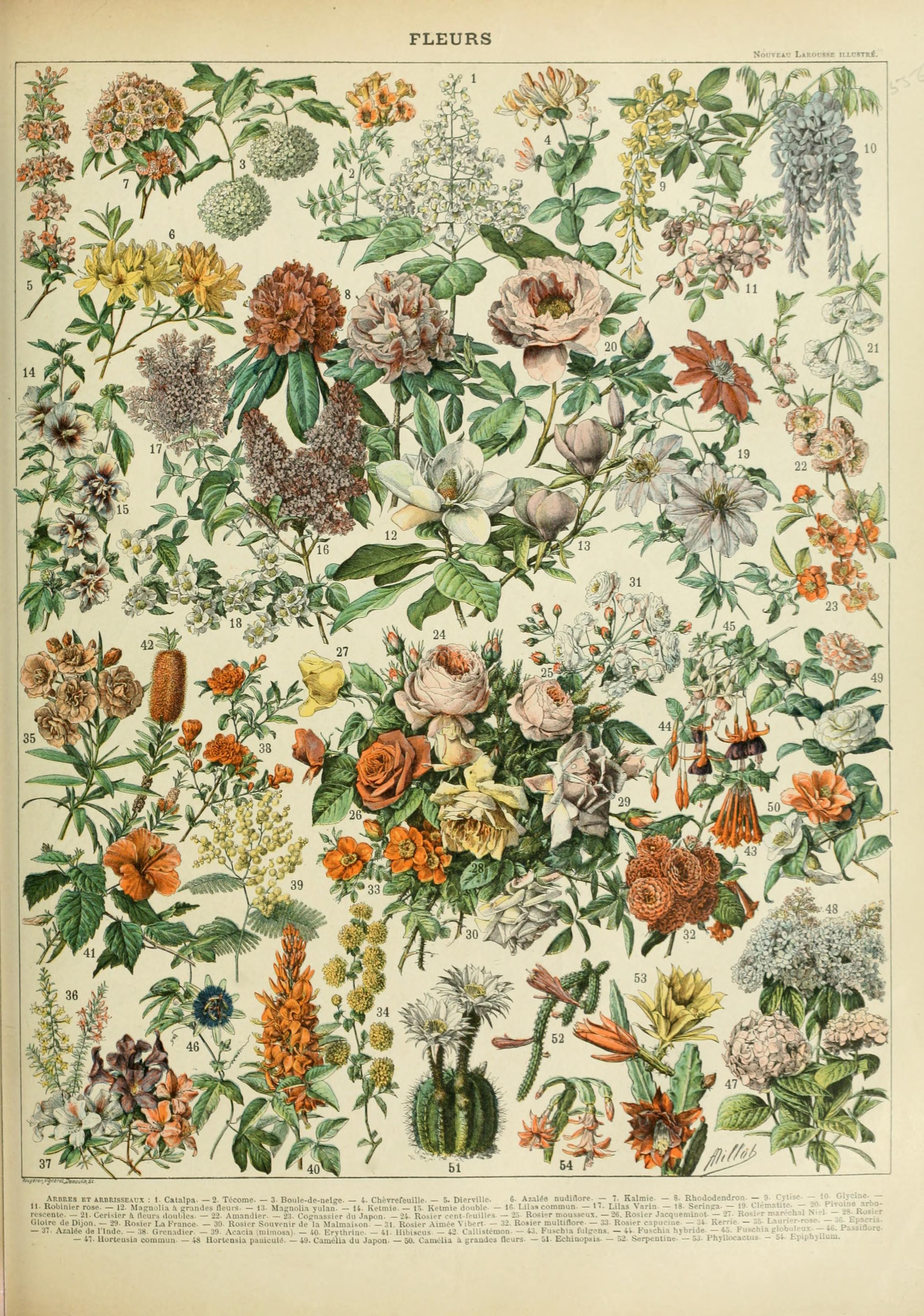 File:Adolphe Millot fleurs C.jpg - Wikimedia Commons