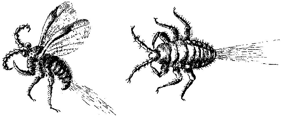 Adult Polish cochineal, male (left) and female; from Wolfe (1766)