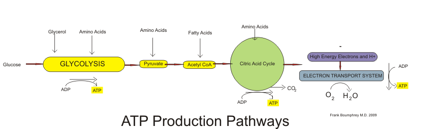 Aerobic production of ATP