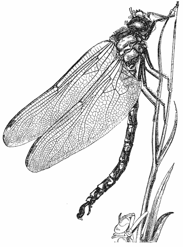 File:Aeshna cyanea02.png