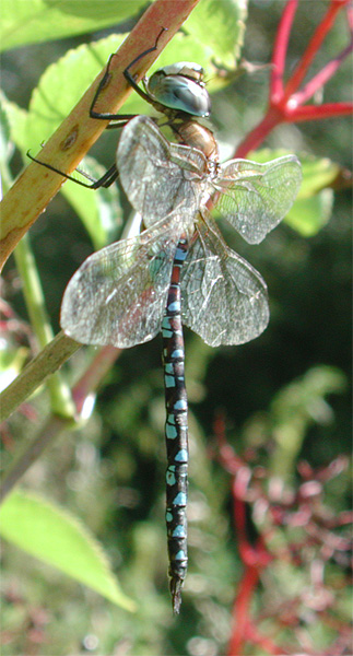 File:Aeshna mixta m lateral 2199.jpg