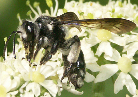 File:Andrena agilissima.jpg