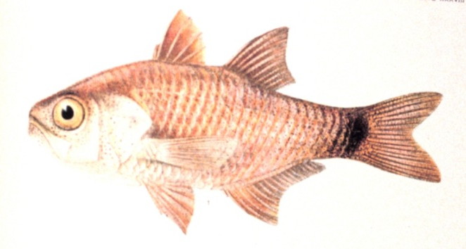 File:Archamia lineolata.jpg